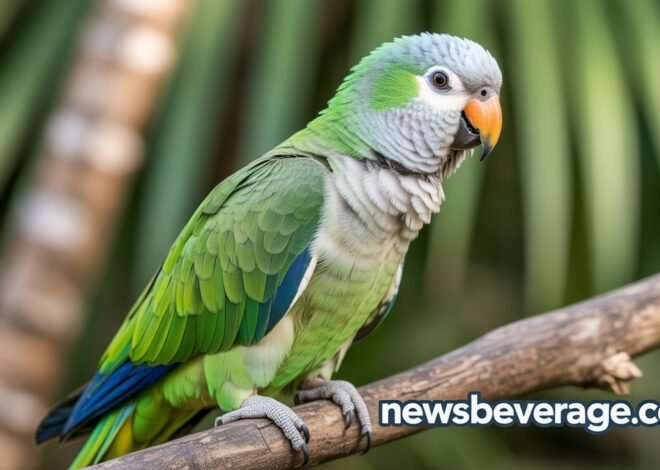 The Incredible Quaker Parrot: Your Complete Guide to This Charming Bird 2026