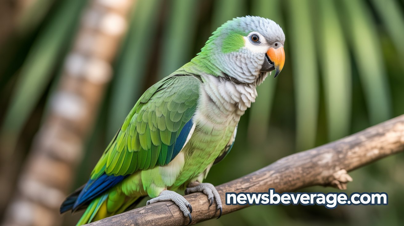 The Incredible Quaker Parrot: Your Complete Guide to This Charming Bird 2026